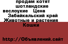 продам котят шотландские  веслоухие › Цена ­ 7 000 - Забайкальский край Животные и растения » Кошки   
